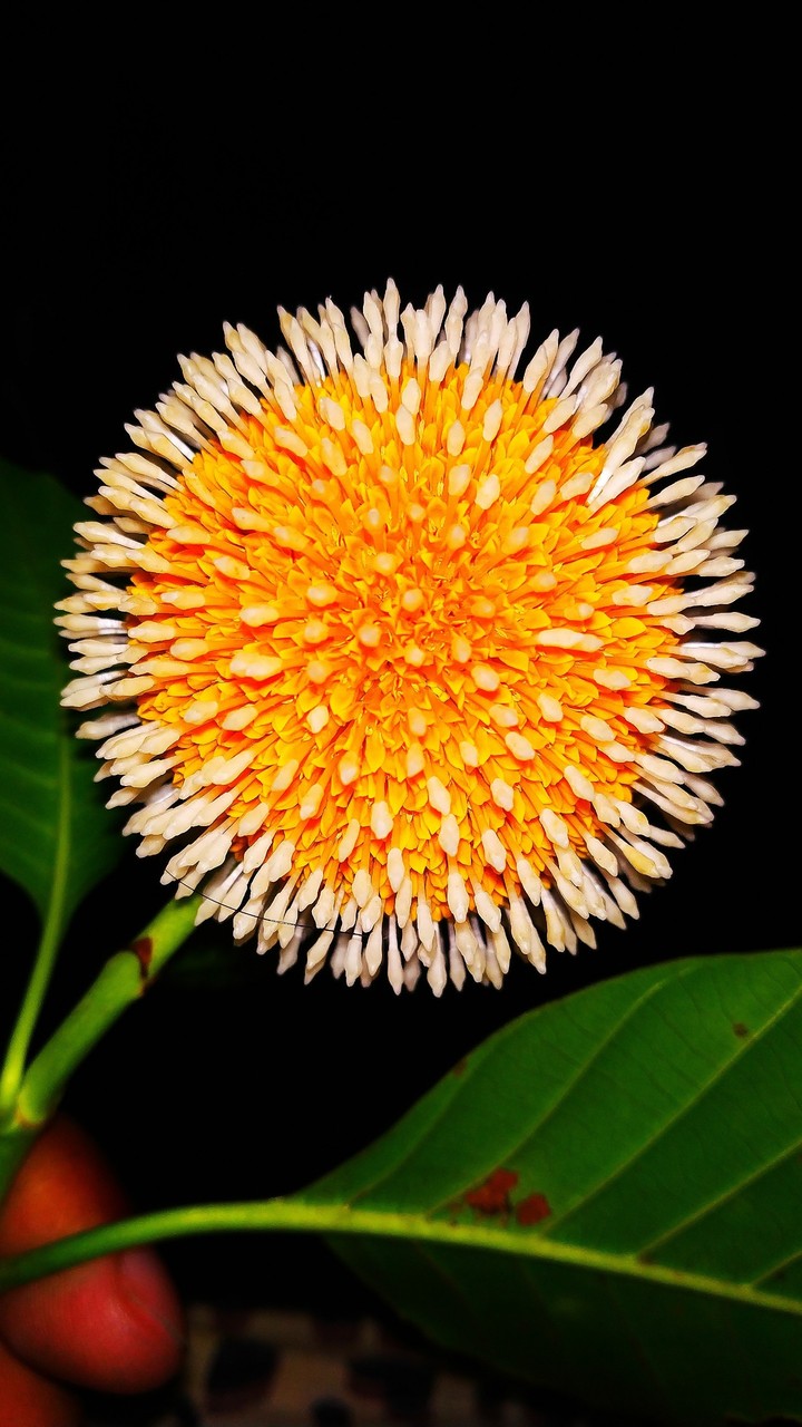 Kadamba