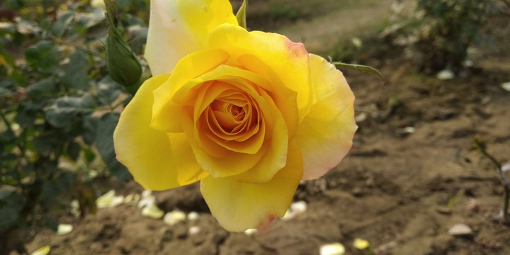 rose