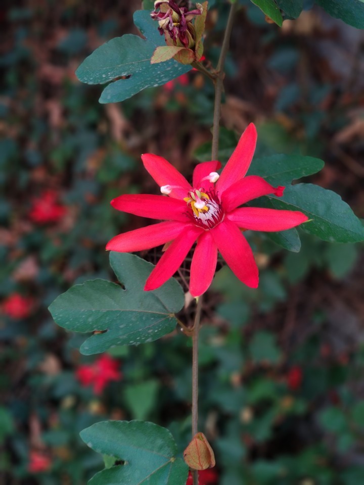 #Flowerslove