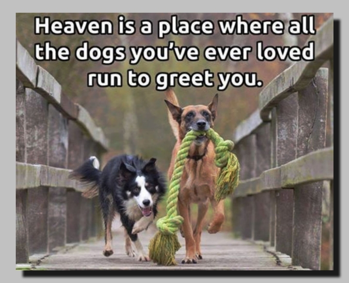 Puppy Heaven