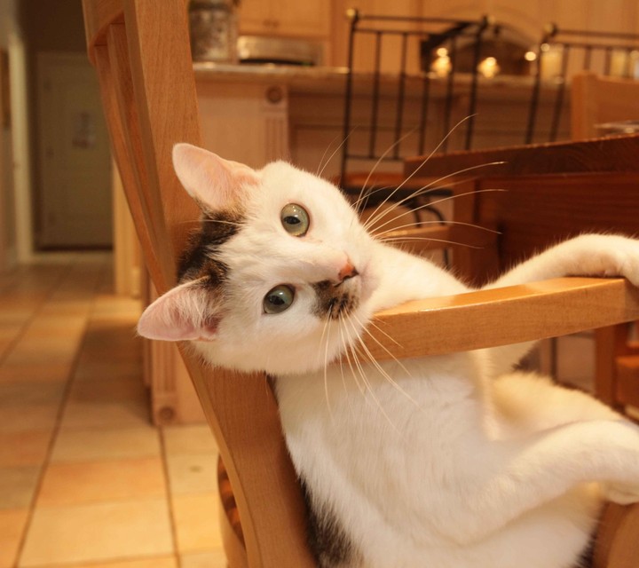 cat