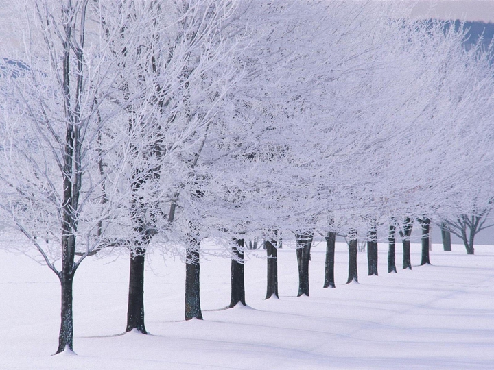 Winter Beauty