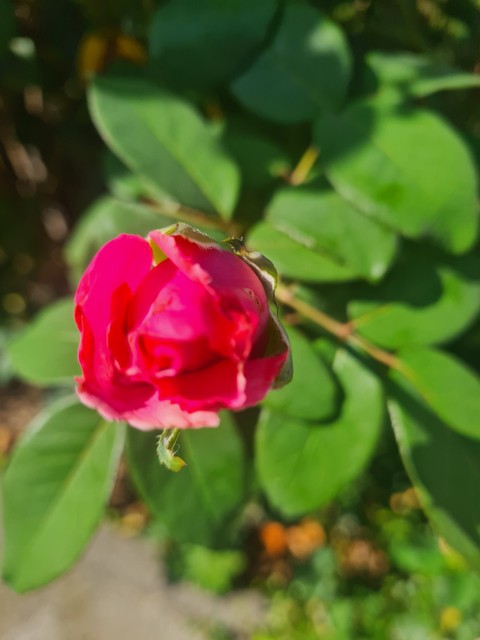 papéis de parede pink, flower