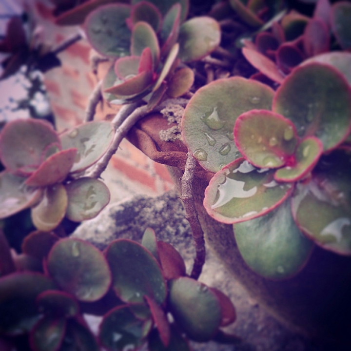 raindrops on the leaves....
