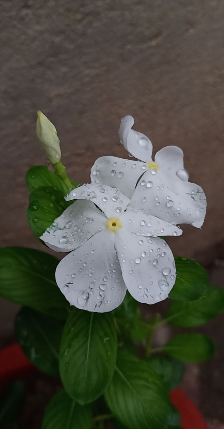 rain