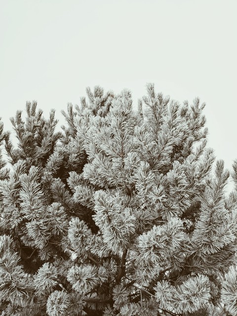 wintry