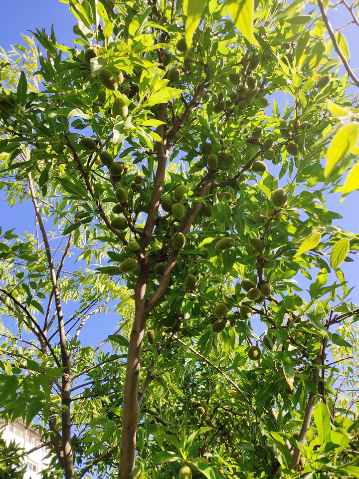tree