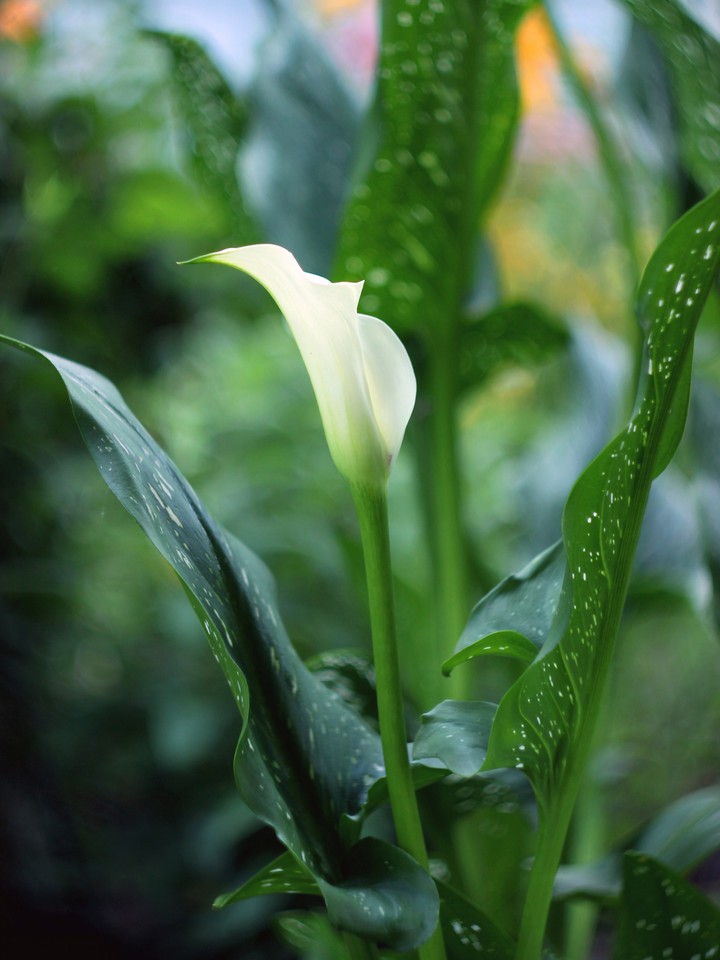 Calla