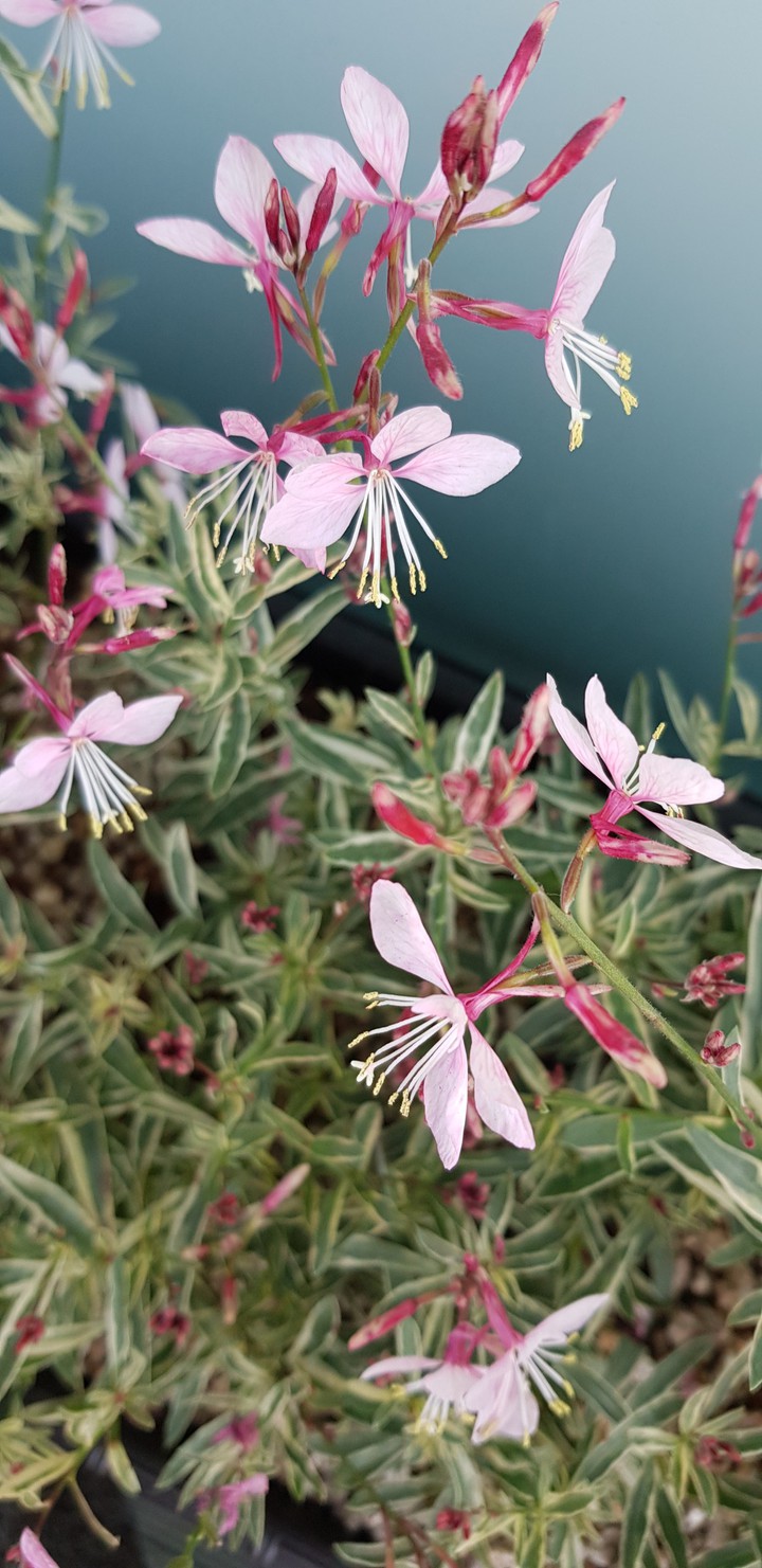 autumn flower pink