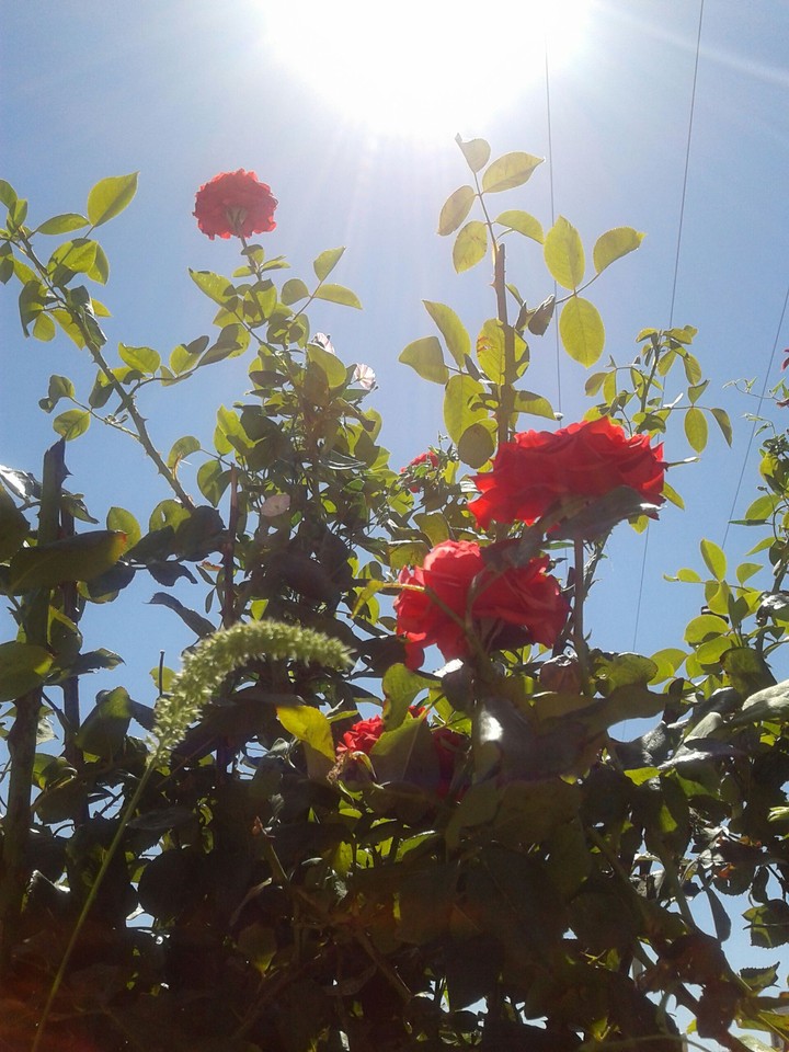 glowing sun