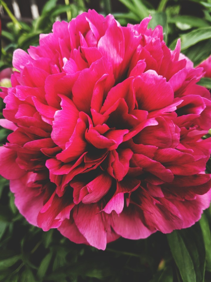 Garden of love