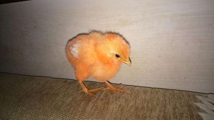 Little Bird
