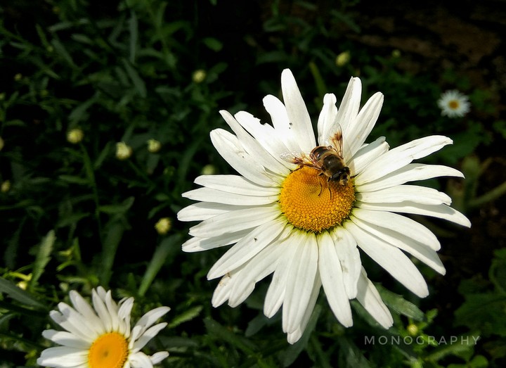Flower & Bee