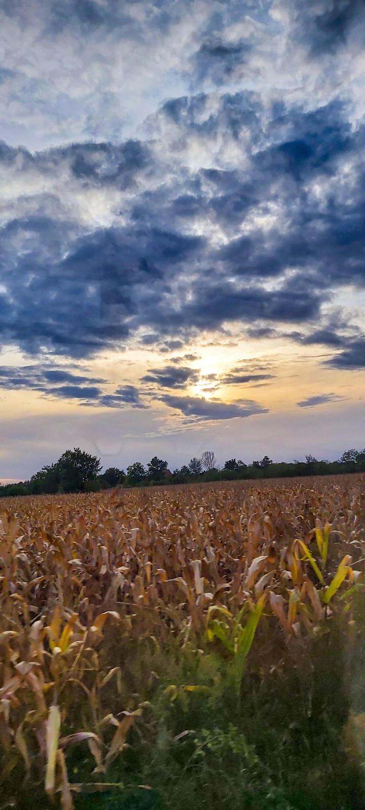 sky,cornfield