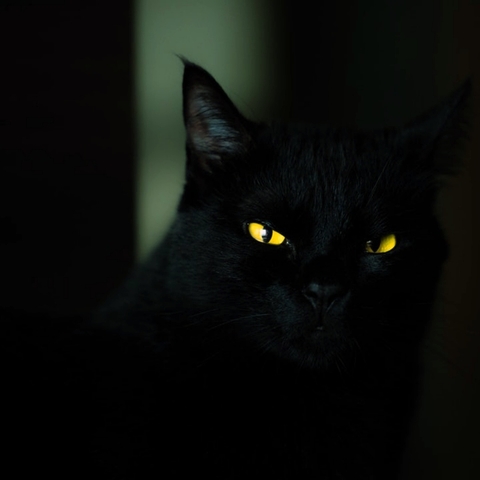 Halloween cat