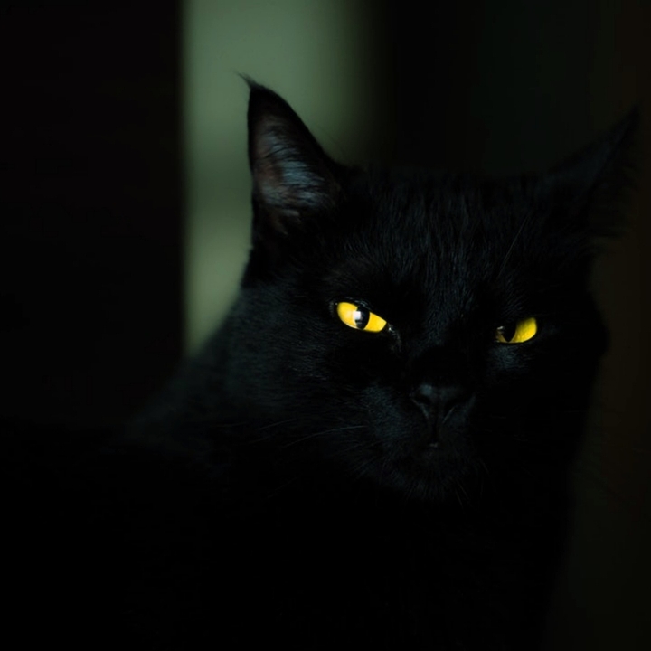 Halloween cat