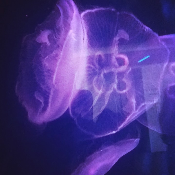 jellyfish