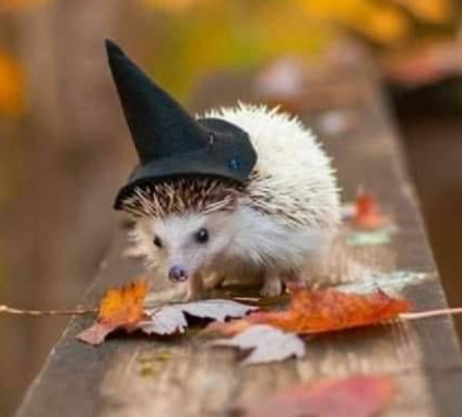 Hedgehogs