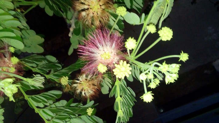 flower :)
