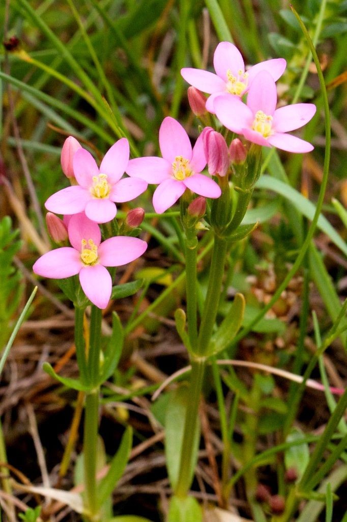 spring