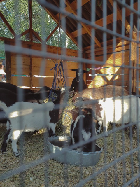 goat, zoo háttérképek