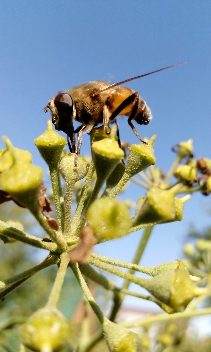 hoverfly