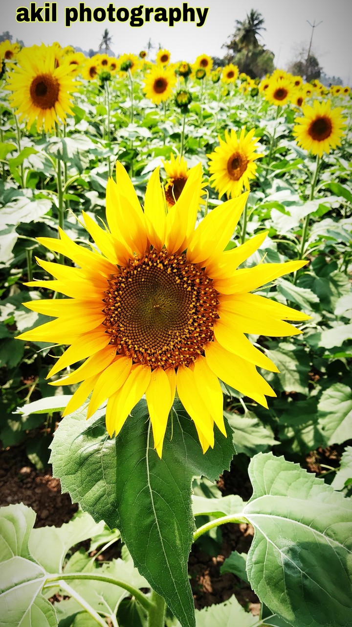 #Naturalpic #akilphotography