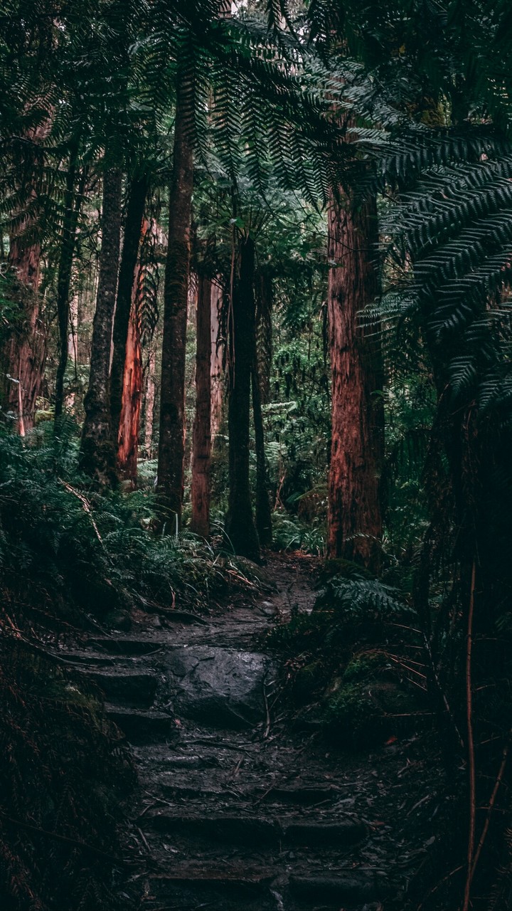 between a forest...