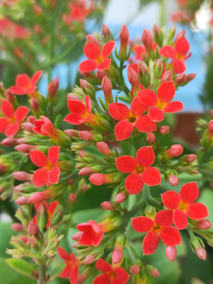 flower