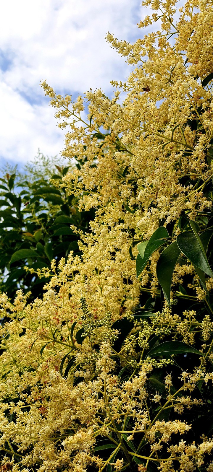 glossy privet
