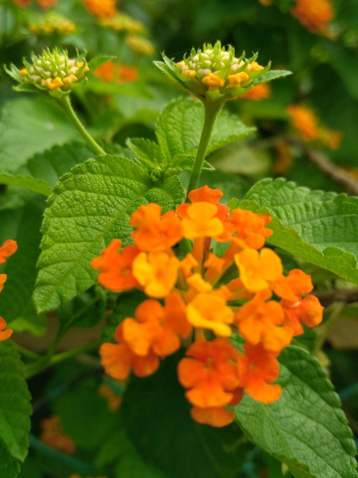 nature Beauty