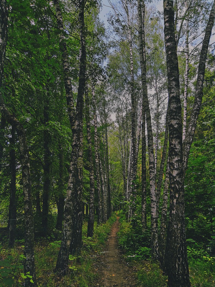 forest