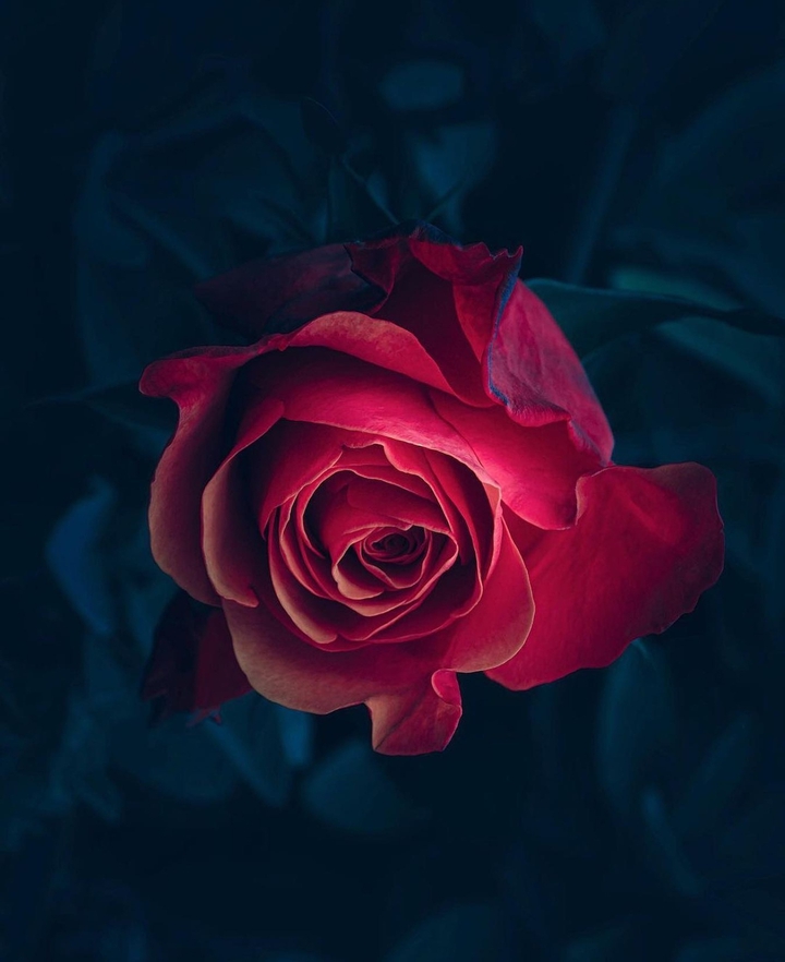 soft Rose ❤️