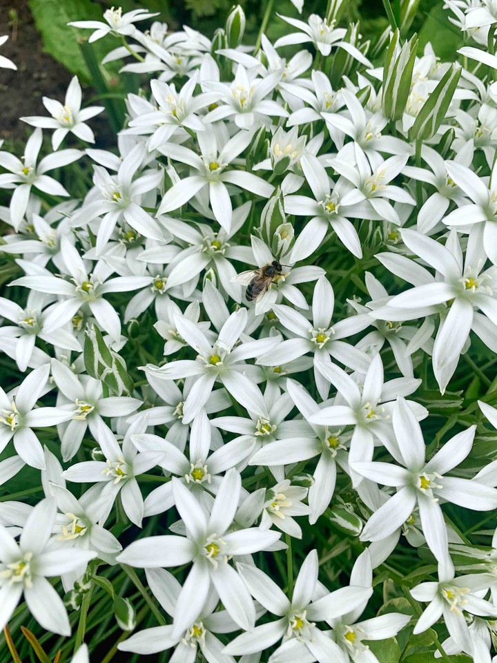 Beautiful flowers and bee
