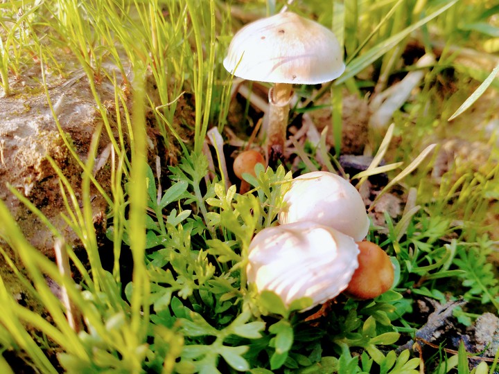 fungi...