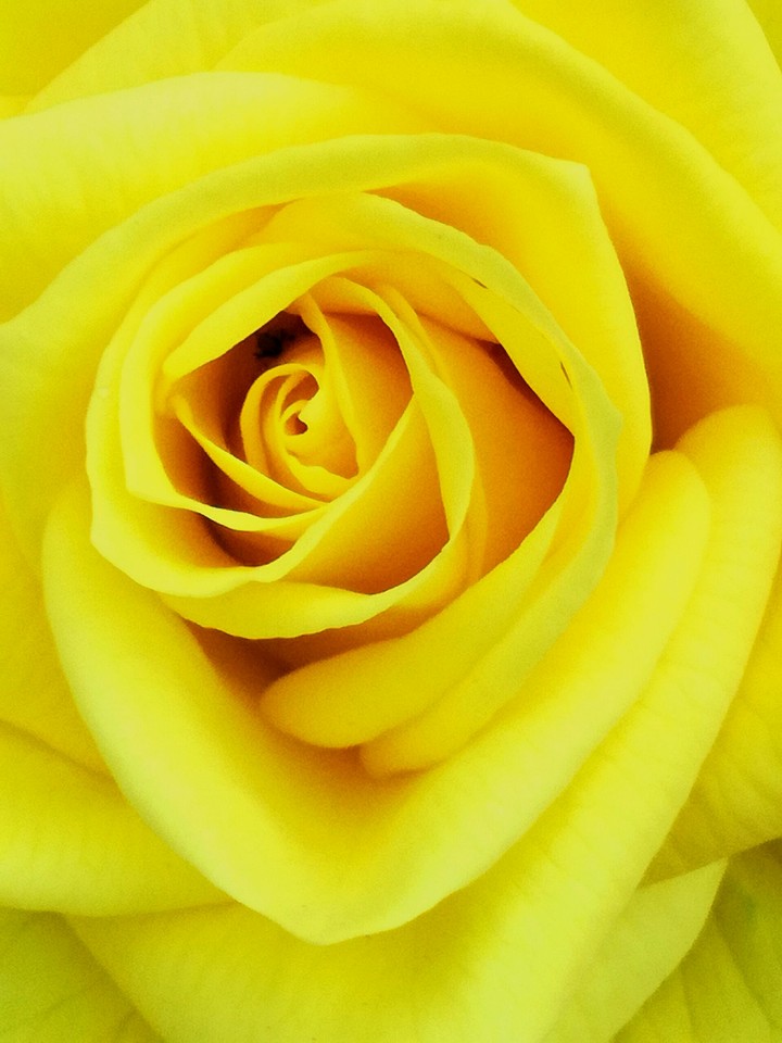 yellow rose