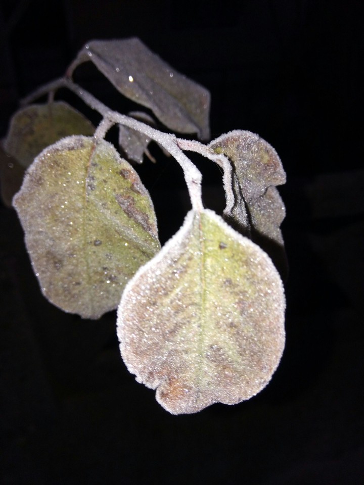 leaf