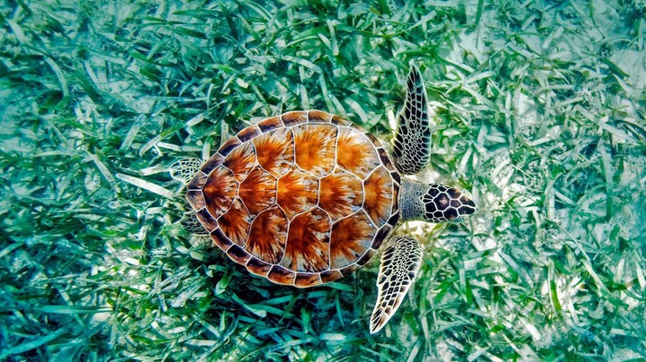 turtle