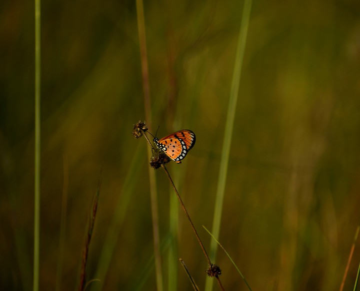 Nature