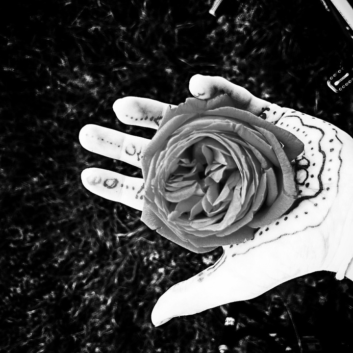 b&w rose