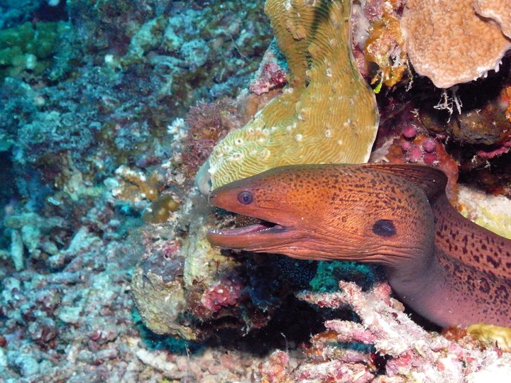 moray