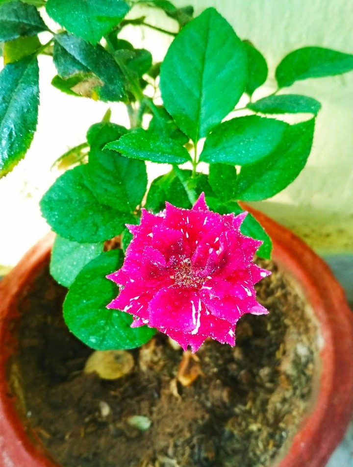 Red Rose