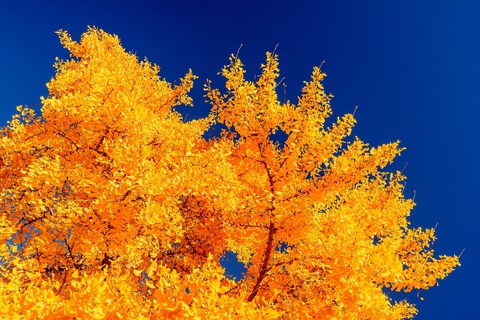 тапети Yellow, Orange