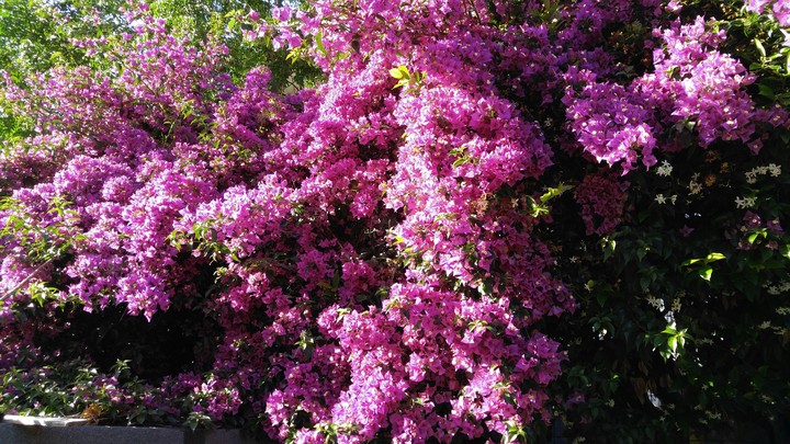 Flowers
