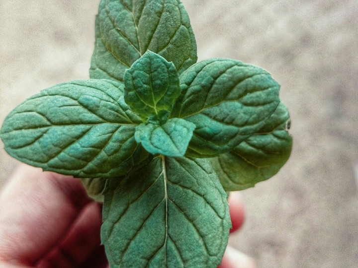 Mint.