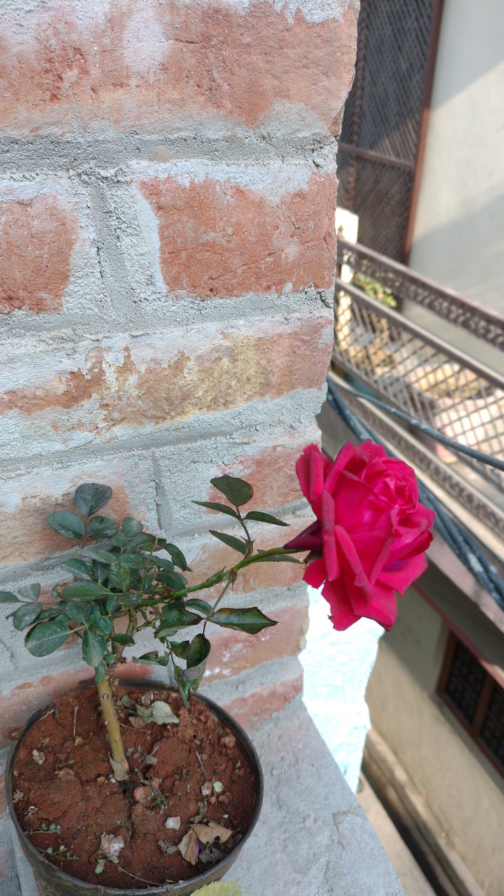 rose