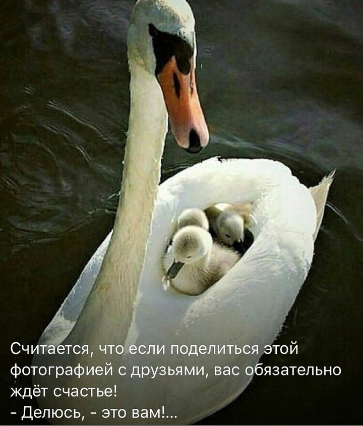 лебедь