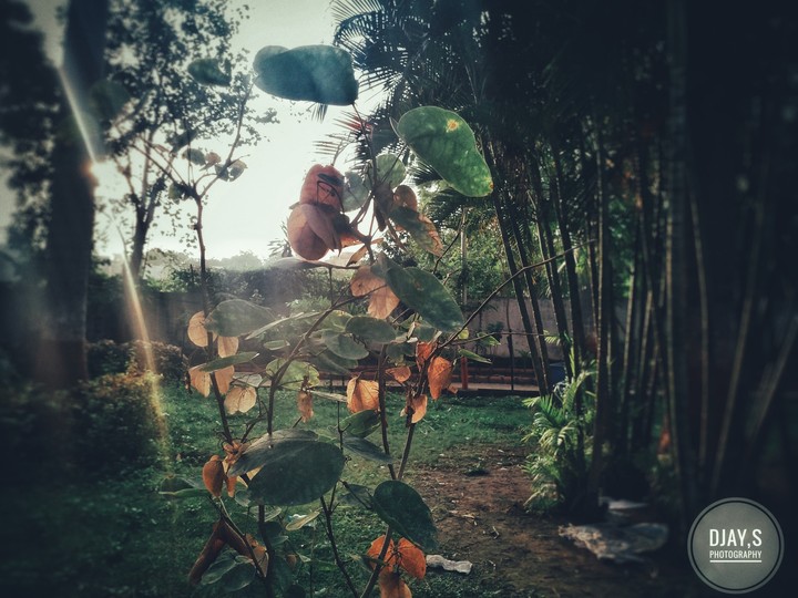 plant