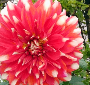 pink flower