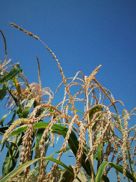 corn